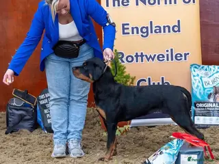 Rottweiler dogs Rottweiler Puppies - Advert 14
