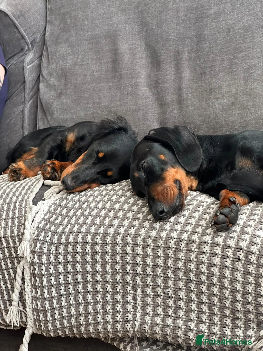 Dachshund dogs for sale: Sully 2 year old sausage  - Advert 11