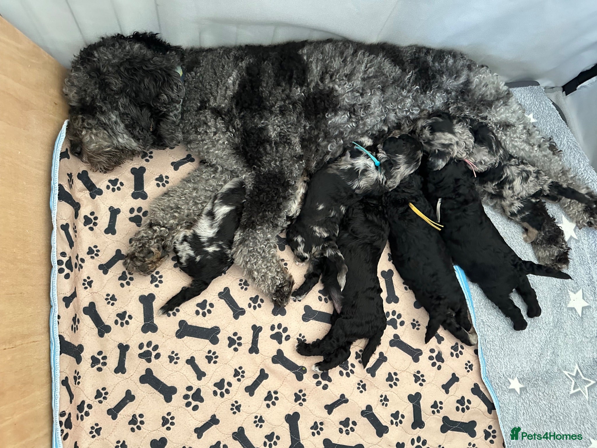 Cavapoo dogs Beautiful Merle & Black Cavapoo Puppies - Advert 10