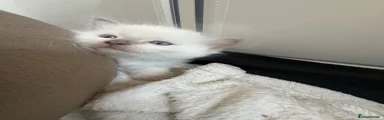 Ragdoll 1
