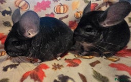 Chinchilla rodents for sale: Black pearl Carriers - Image 35