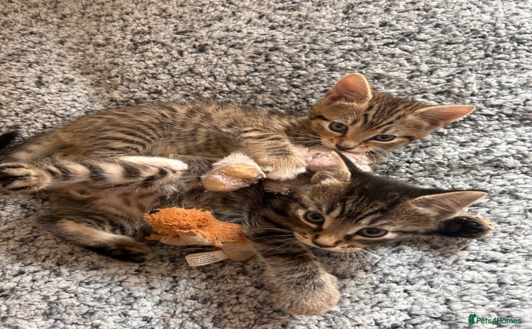 Mixed Breed cats - Advert 9