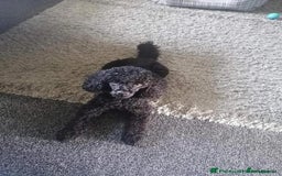 Cavapoo dogs for sale: Beautiful Cavapoo X toy poodle puppies  - Image 32