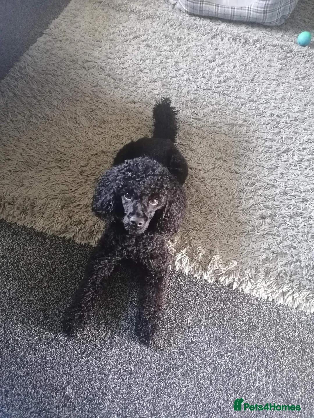 Cavapoo dogs for sale: Beautiful Cavapoo X toy poodle puppies  - Image 32