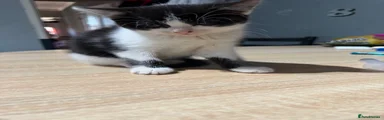 Domestic Shorthair 7
