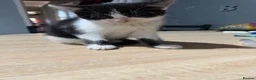 Domestic Shorthair cats for sale: Fluffy cats  in Doncaster - Advert 5
