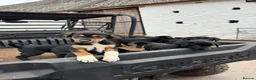 Huntaway dogs for sale: Beautiful Huntaway X Collie Pups - Advert 35