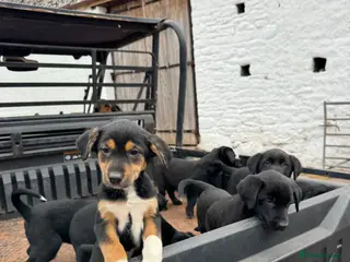 Huntaway dogs Beautiful Huntaway X Collie Pups - Advert 6