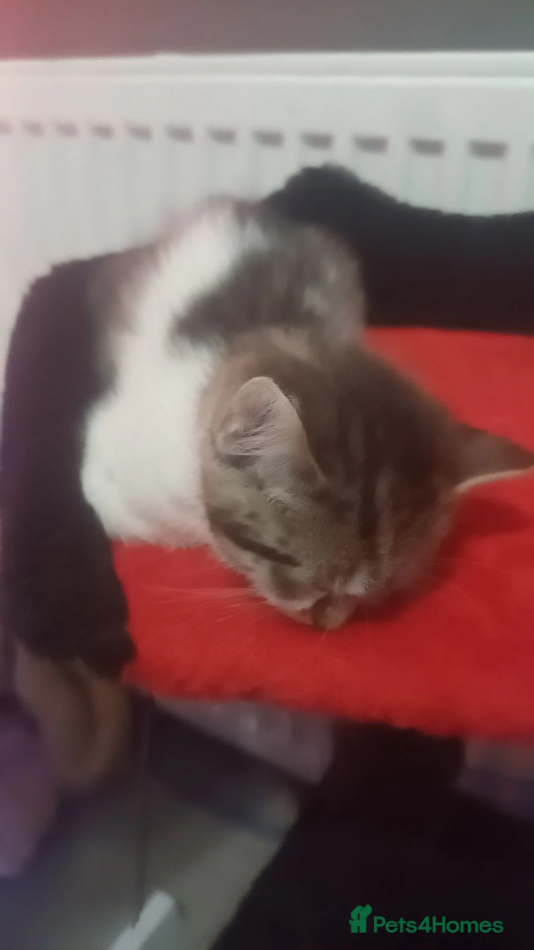 Mixed Breed cats for sale: Doris - Advert 2
