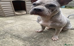 Mixed Breed dogs for sale: Old English cross, cane corsa  - Image 27
