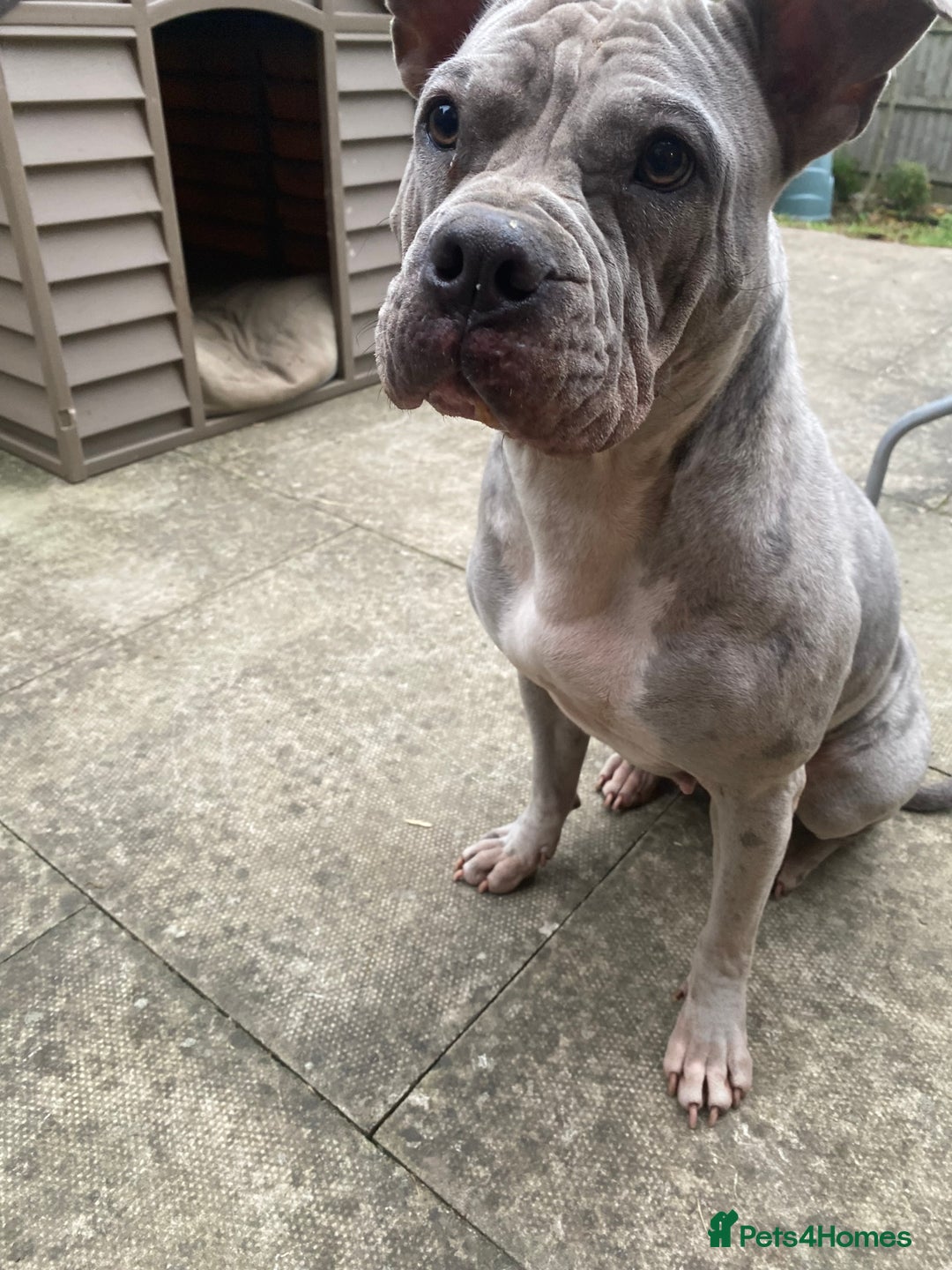 Mixed Breed dogs for sale: Old English cross, cane corsa  - Image 27