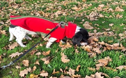 Miniature Dachshund dogs for sale: Miniature Dachsund  - Advert 25