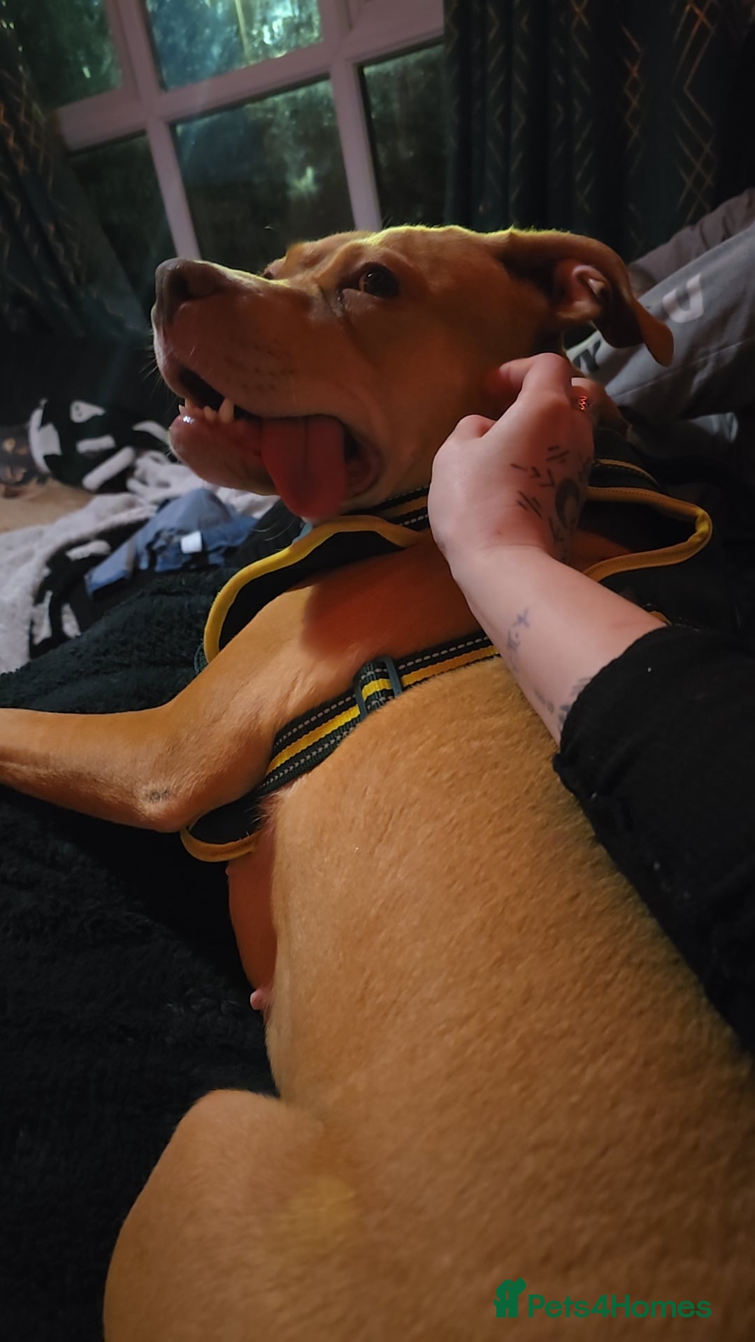 Mixed Breed dogs for sale: Lovely Female *please read description  - Advert 2