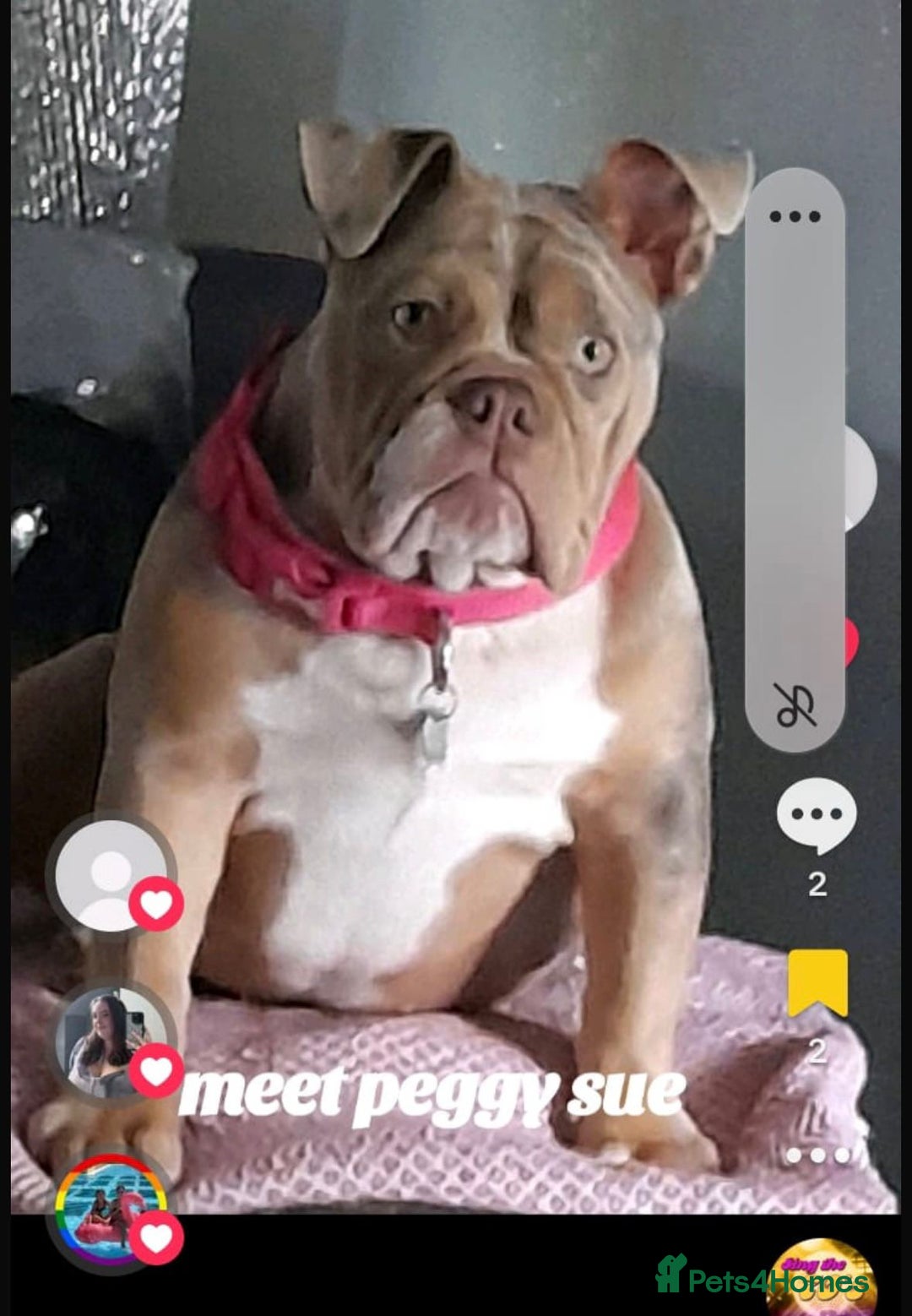 English Bulldog dogs for sale:  🔥TOP BLOOD LINES 🔥 ENGLISH BULLDOGS  - Advert 12