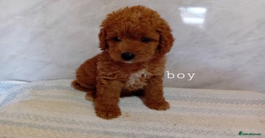 Cavapoo dogs - Advert 8