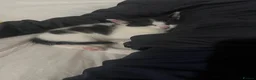 Mixed Breed cats for sale: 5 beautiful kittens in Norwich - Advert 4