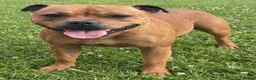 Staffordshire Bull Terrier dogs for sale: 🐾 STUNNING RED STAFFIE PUPPIES 🐾 - Advert 14