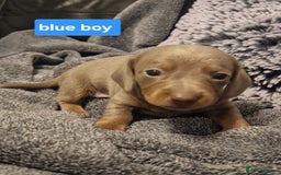 Miniature Dachshund dogs for sale: CHAMPION KC REG MINIATURE DACHSHUND PUPS.  - Image 11