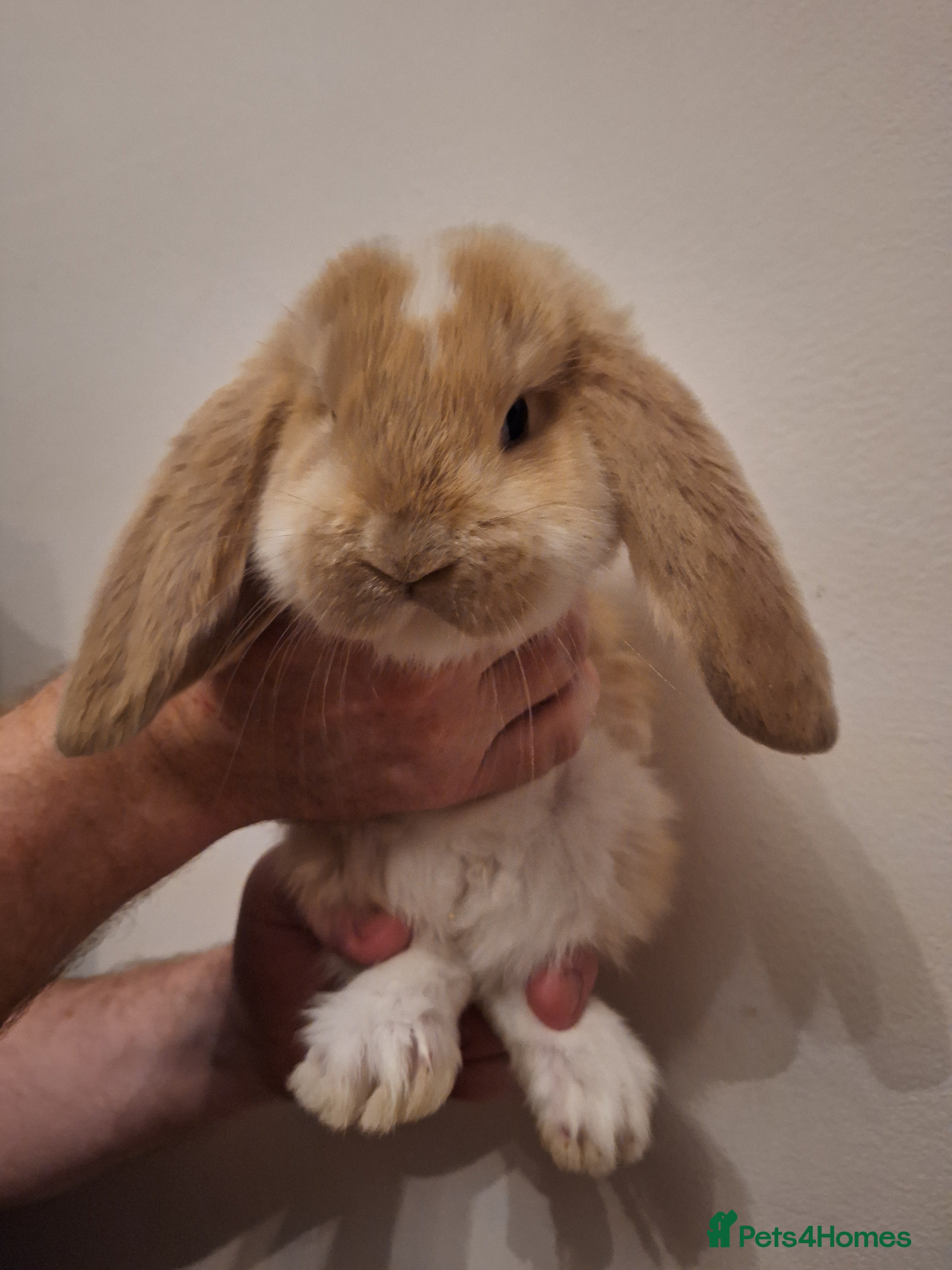 French Lop rabbits Baby Giant French Lop Rabbits - Advert 2