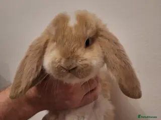 French Lop rabbits Baby Giant French Lop Rabbits - Advert 2