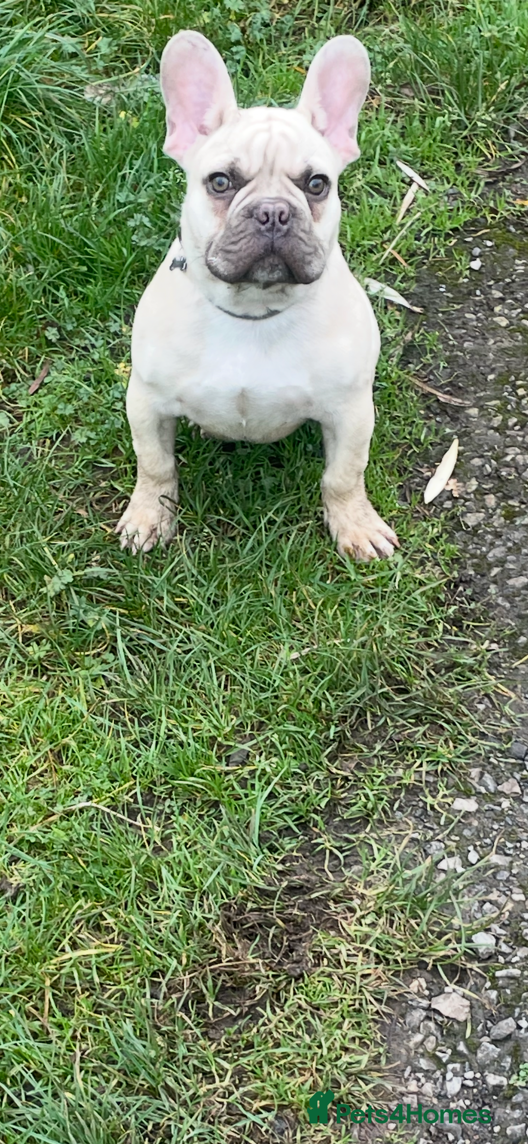 French Bulldog dogs for sale: 2 Year old Frenchie  - Image 4
