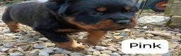 Rottweiler dogs for sale: Lovely Chunky Rottweiler Puppies in Eyemouth - Advert 13