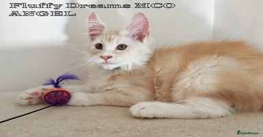 Maine Coon cats - Advert 2