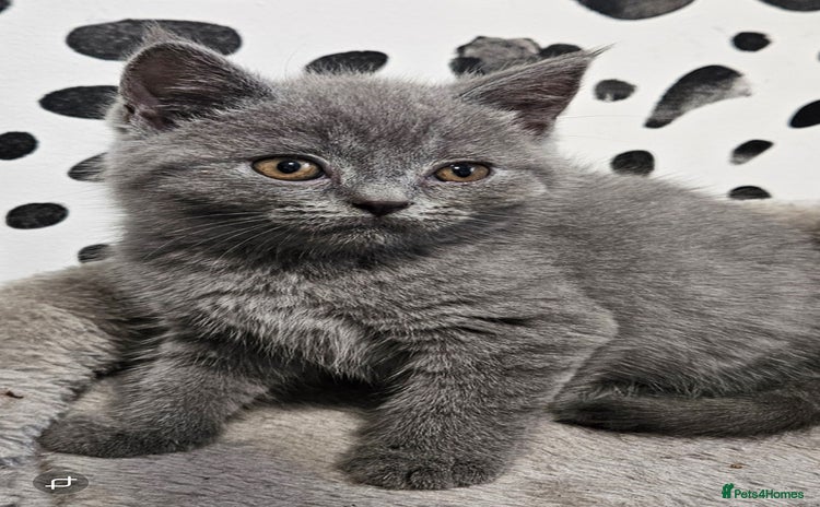 British Shorthair cats - Advert 3