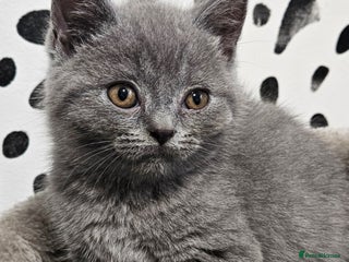 British Shorthair cats - Advert 28