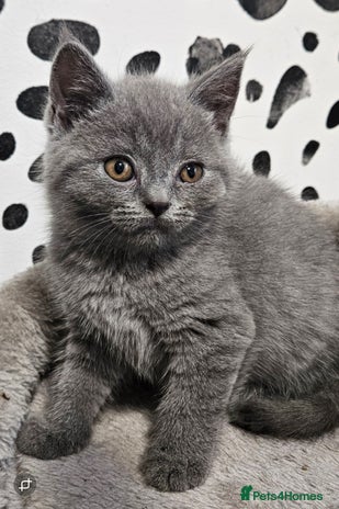 British Shorthair cats - Advert 7