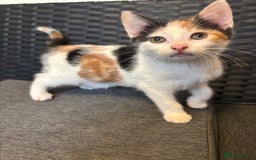 Mixed Breed cats for sale: Selling 3 kittens - Image 2