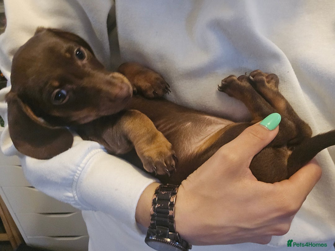 Miniature Dachshund dogs for sale: Galaxy Chocolate: Your Sweetest Adventure Awaits! - Image 8