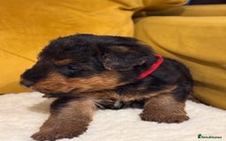 Welsh Terrier dogs for sale: Top quality litter  - Image 7