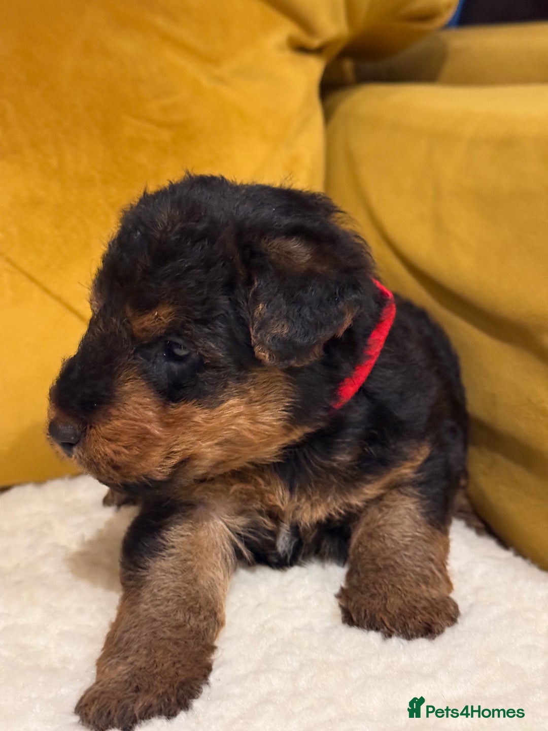 Welsh Terrier dogs for sale: Top quality litter  - Image 7