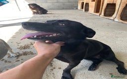Mixed Breed dogs for adoption: Madison, 2 yrs approx. Available for adoption.. - Image 1
