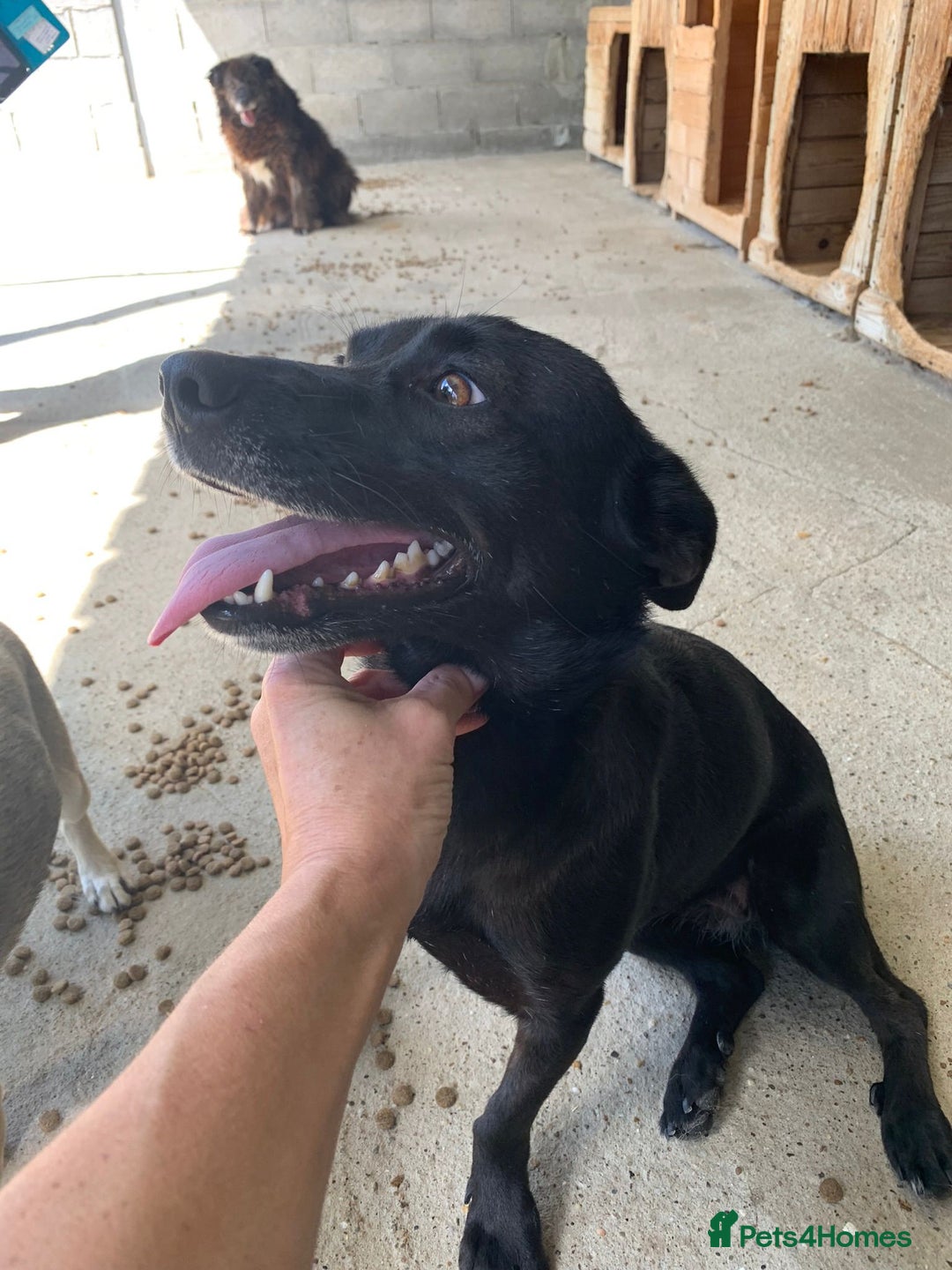 Mixed Breed dogs for adoption: Madison, 2 yrs approx. Available for adoption.. - Image 1