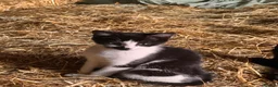 Mixed Breed cats for sale: Kittens for sale  - Advert 9