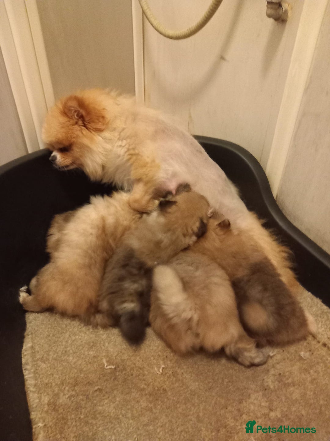 Pomeranian dogs for sale: Puppy’s for sale 8 weeks old  - Advert 5
