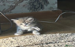 Siberian cats for sale: Siberian GCCF. kittens  - Image 12