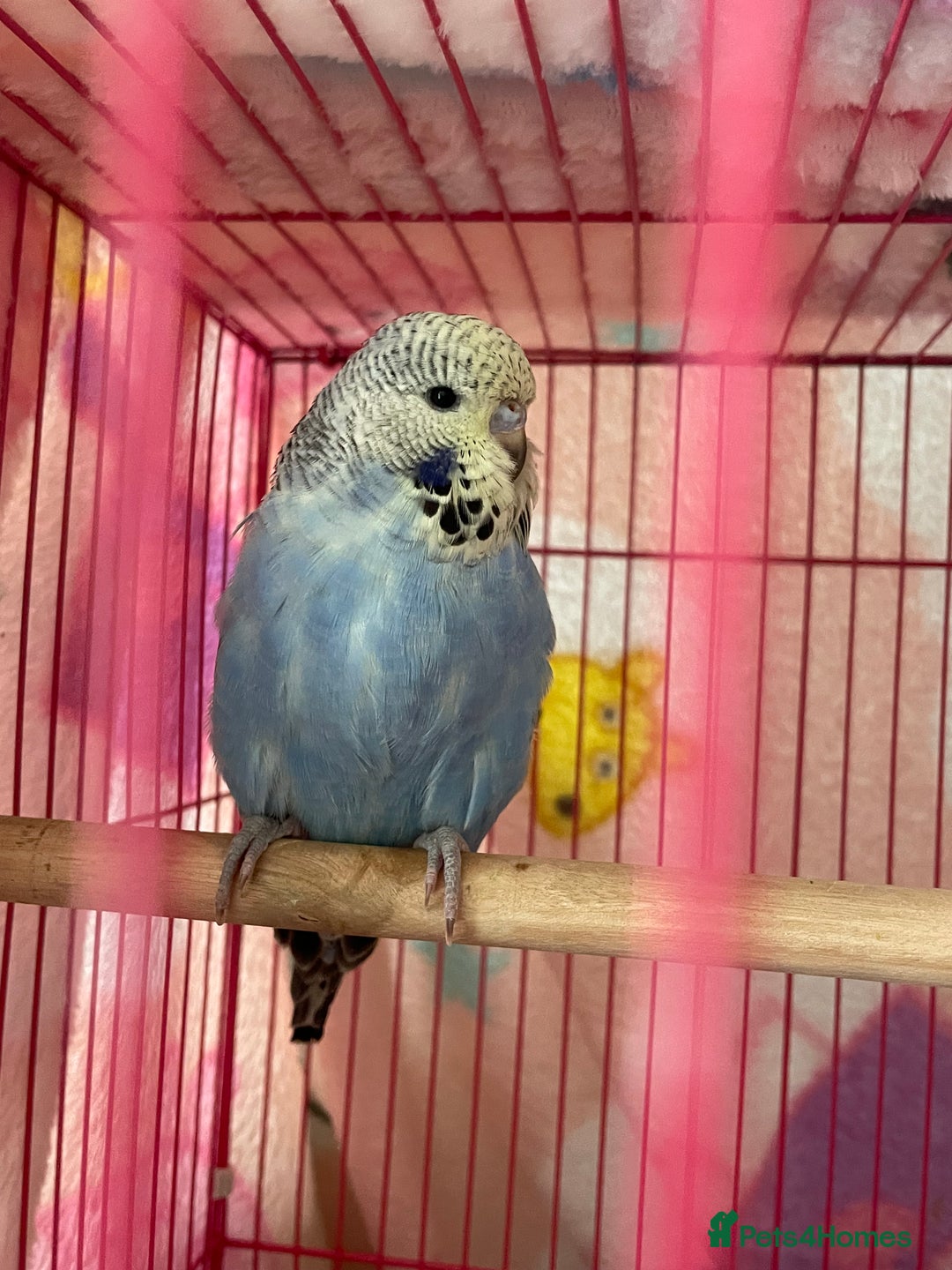 Budgerigars birds for sale: Baby Budgies’s xx males and females available  in Knutsford - Image 8
