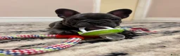 French Bulldog dogs for sale: Beautiful Blue French Bulldog Girl – Ready now - Advert 7