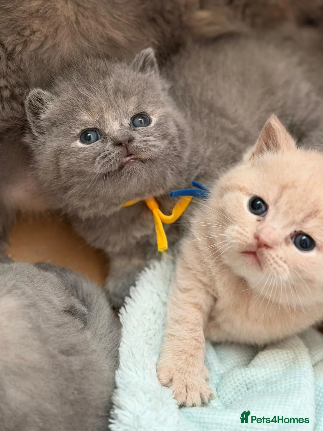 British Shorthair cats for sale: CHUNKY BSH KITTENS  - Advert 2