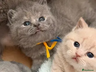 British Shorthair cats CHUNKY BSH KITTENS - Advert 1