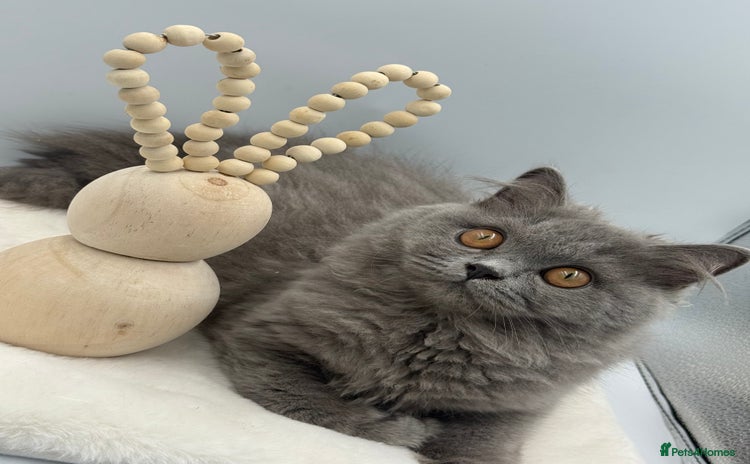 British Longhair cats - Advert 12