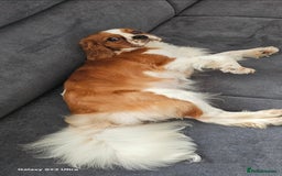 Cavalier King Charles Spaniel dogs for sale: Cavalier king Charles spaniel - Image 10