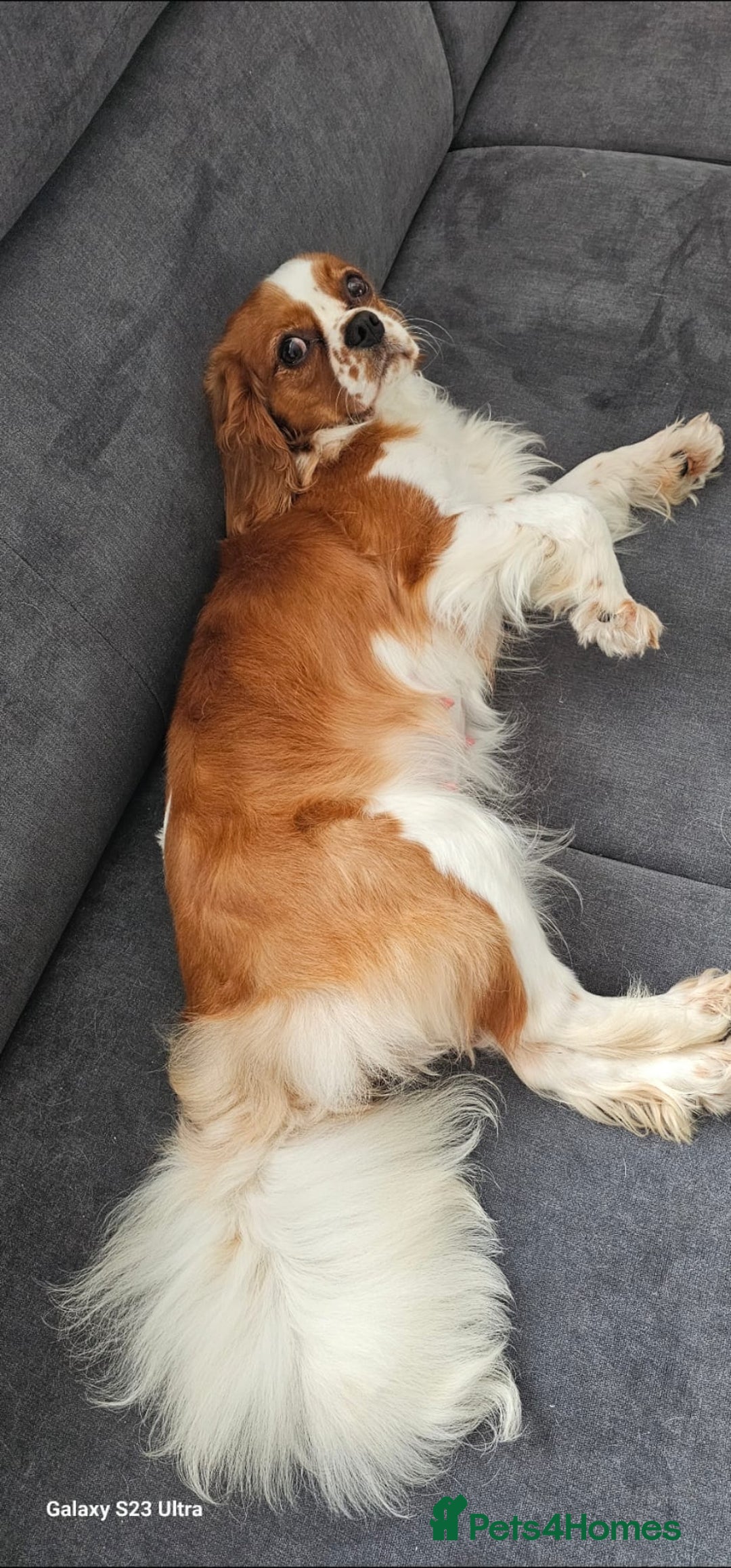 Cavalier King Charles Spaniel dogs for sale: Cavalier king Charles spaniel - Image 10