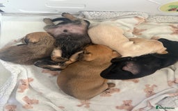 Mixed Breed dogs for sale: Schweenie pups  - Image 1