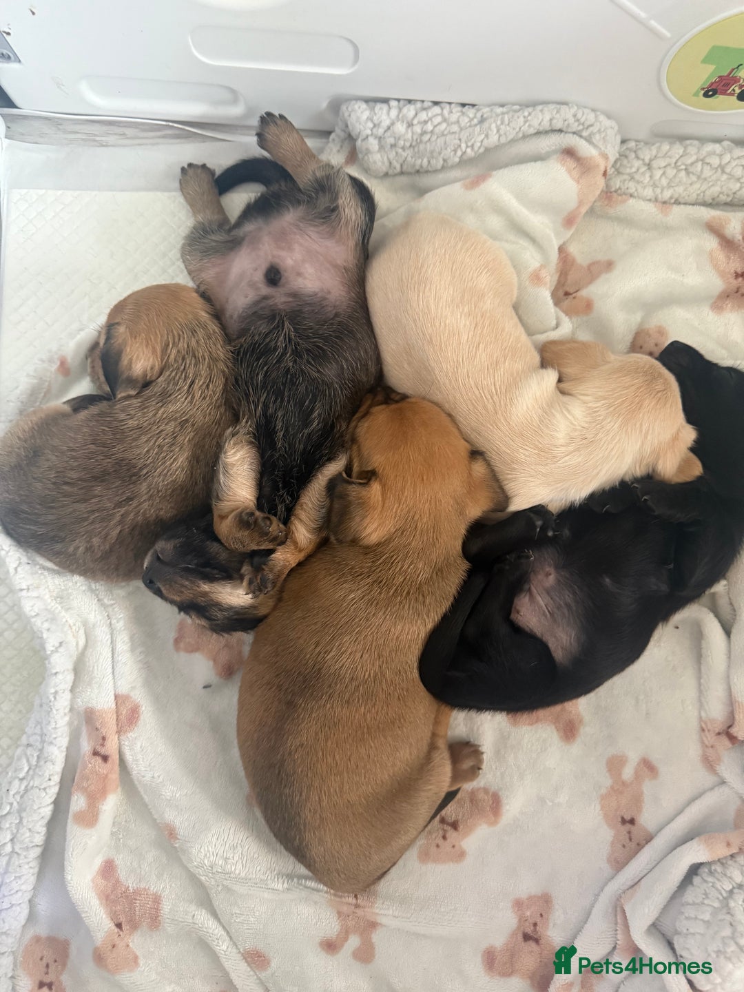 Mixed Breed dogs for sale: Schweenie pups  - Image 1