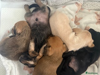 Mixed Breed dogs - Advert 25