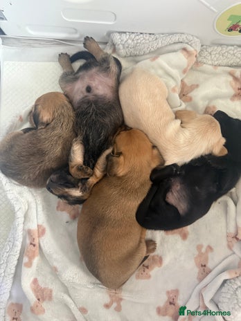 Mixed Breed dogs - Advert 11